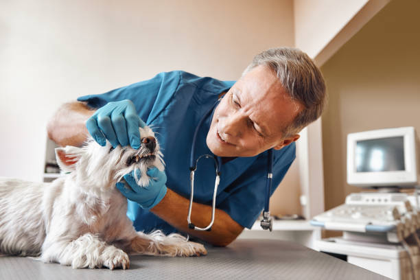 Best Emergency Denture Repair in North Hornell, NY